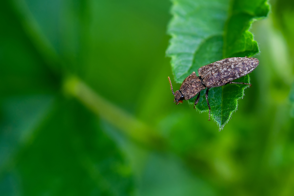 Agrypnus murinus - egérszínű pikkelyespattanó
