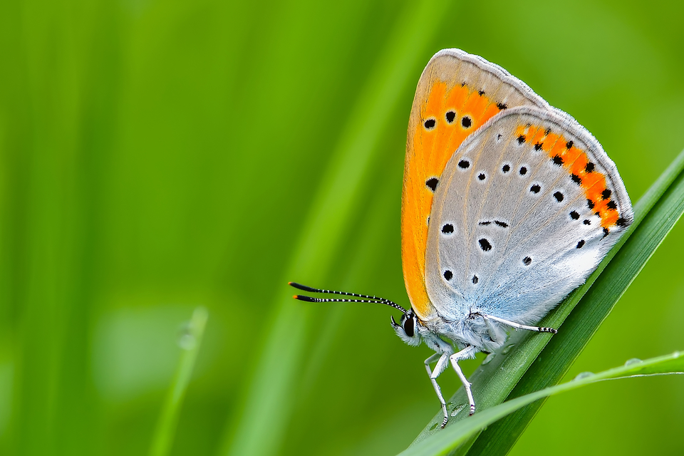 Lycaena dispar rutilus - nagy tűzlepke