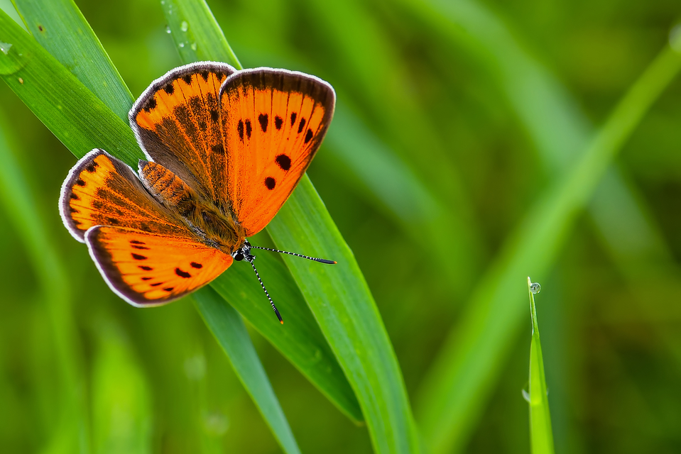 Lycaena dispar rutilus - nagy tűzlepke