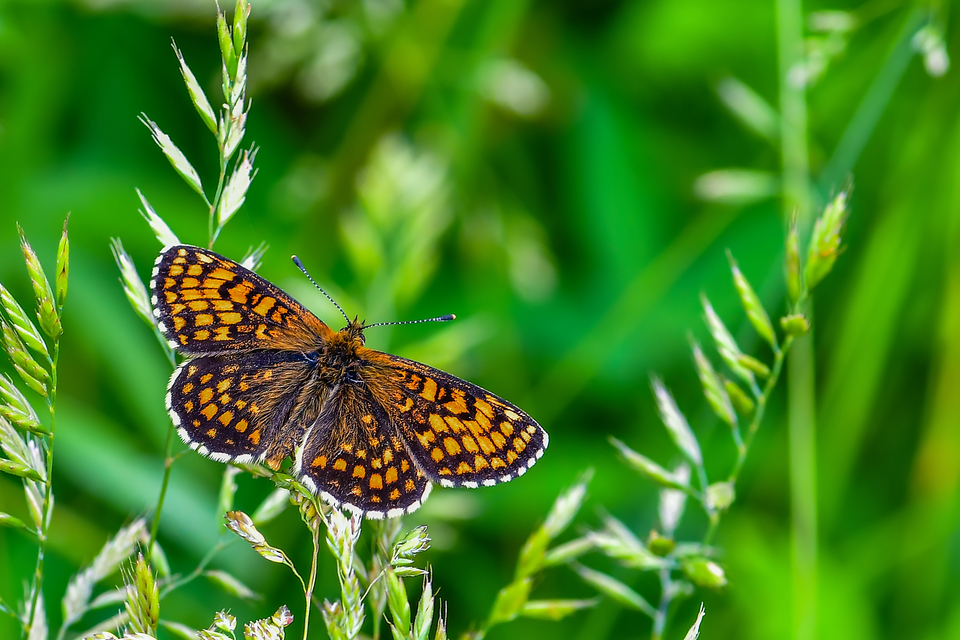 Melitaea athalia - közönséges tarkalepke