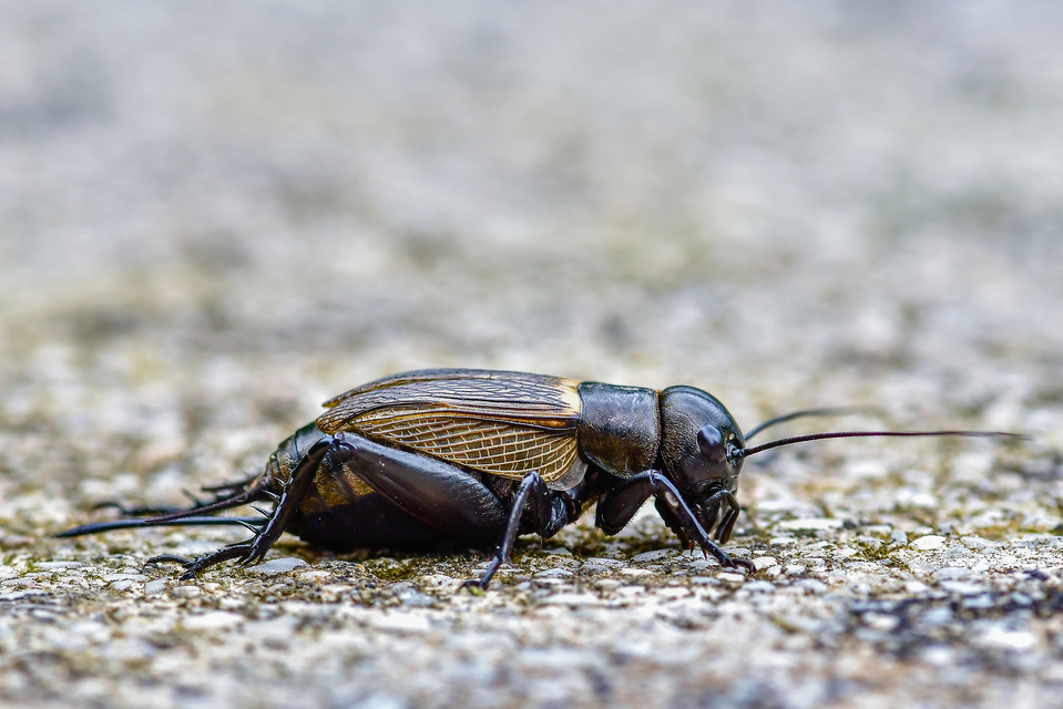 Gryllus campestris - mezei tücsök