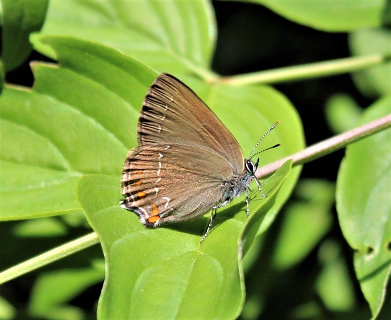 Satyrium ilicis - tölgyfa-csücsköslepke