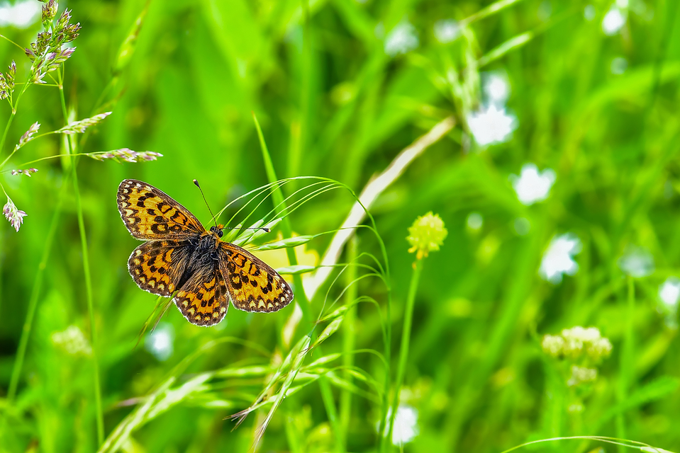 Melitaea trivia - kis tarkalepke