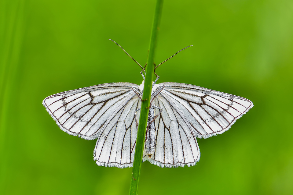 Siona lineata - vonalas fehéraraszoló