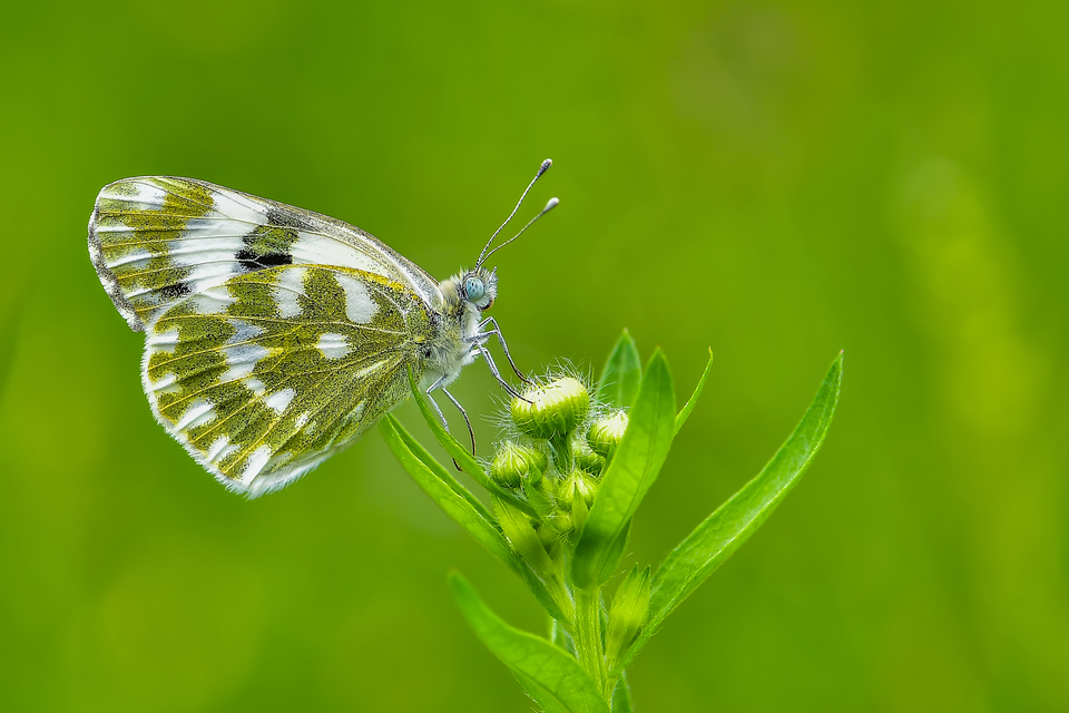 Pontia edusa - rezedalepke