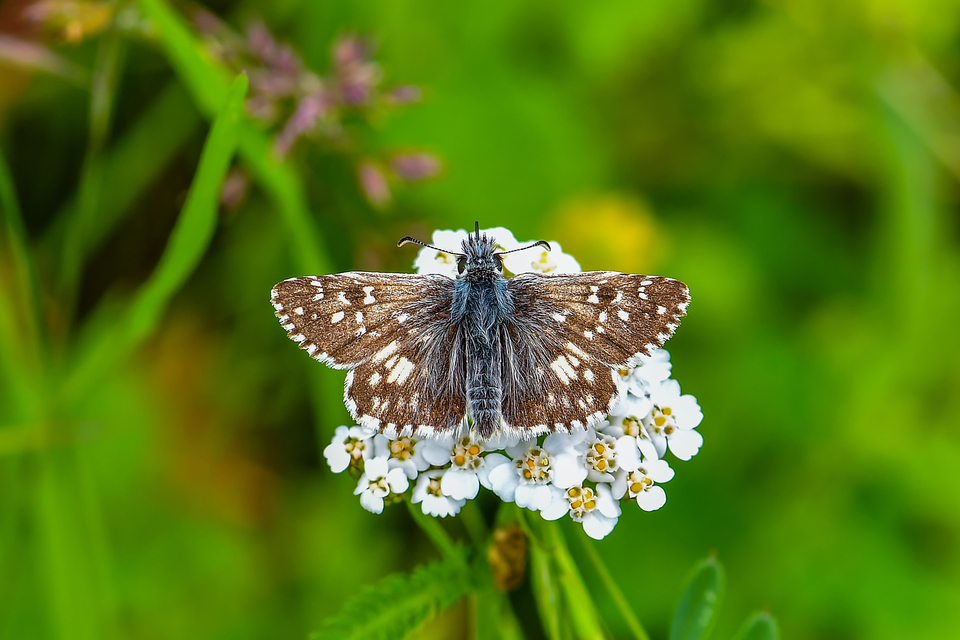 Pyrgus armoricanus - feles busalepke