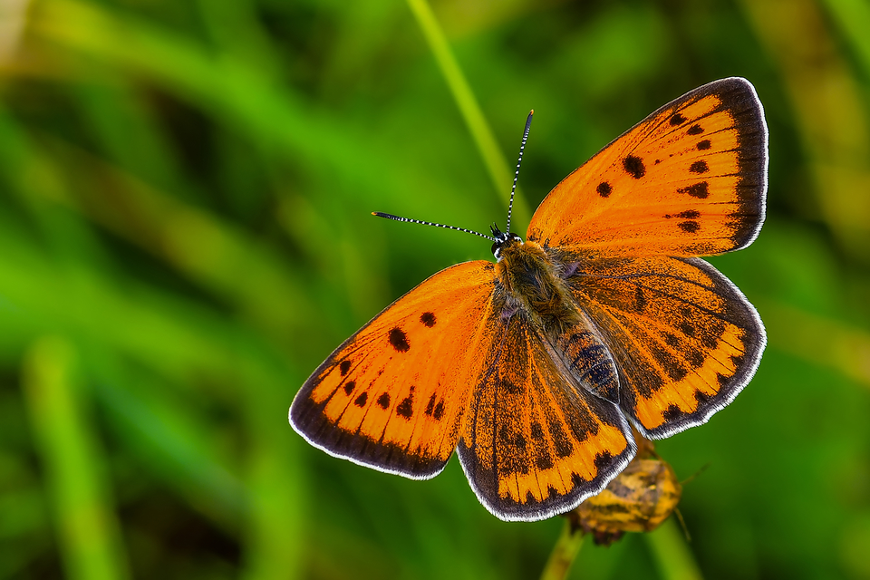 Lycaena dispar rutilus - nagy tűzlepke