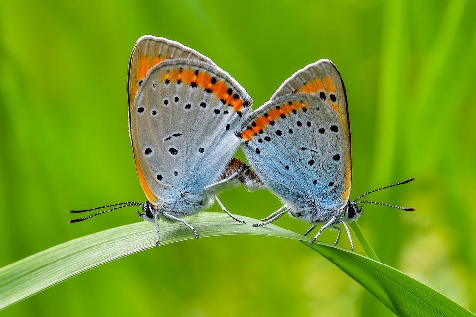 Lycaena dispar rutilus - nagy tűzlepke
