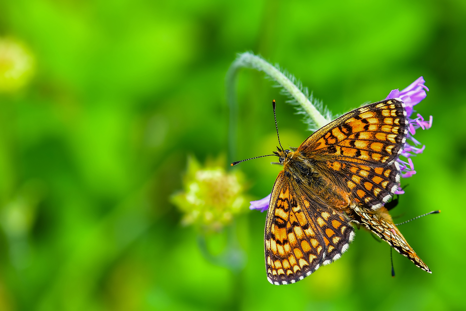 Melitaea athalia - közönséges tarkalepke