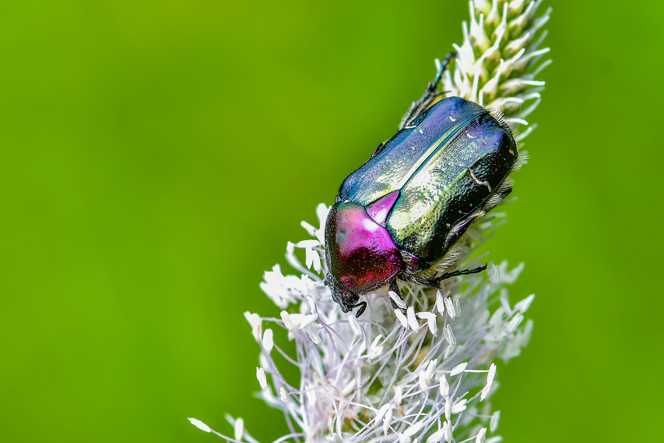 Cetonia aurata - aranyos virágbogár