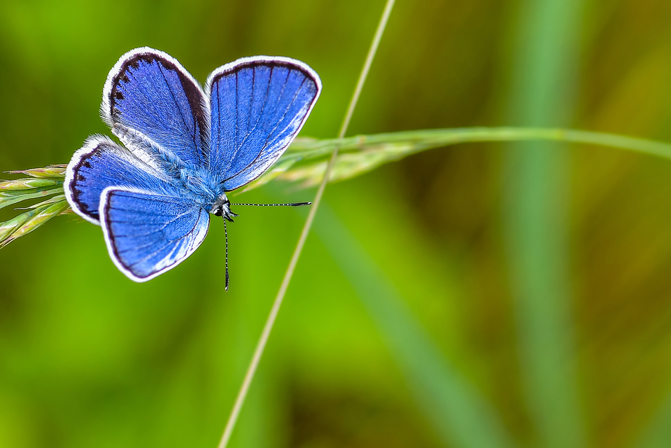Plebejus argyrognomon - tintakék boglárka