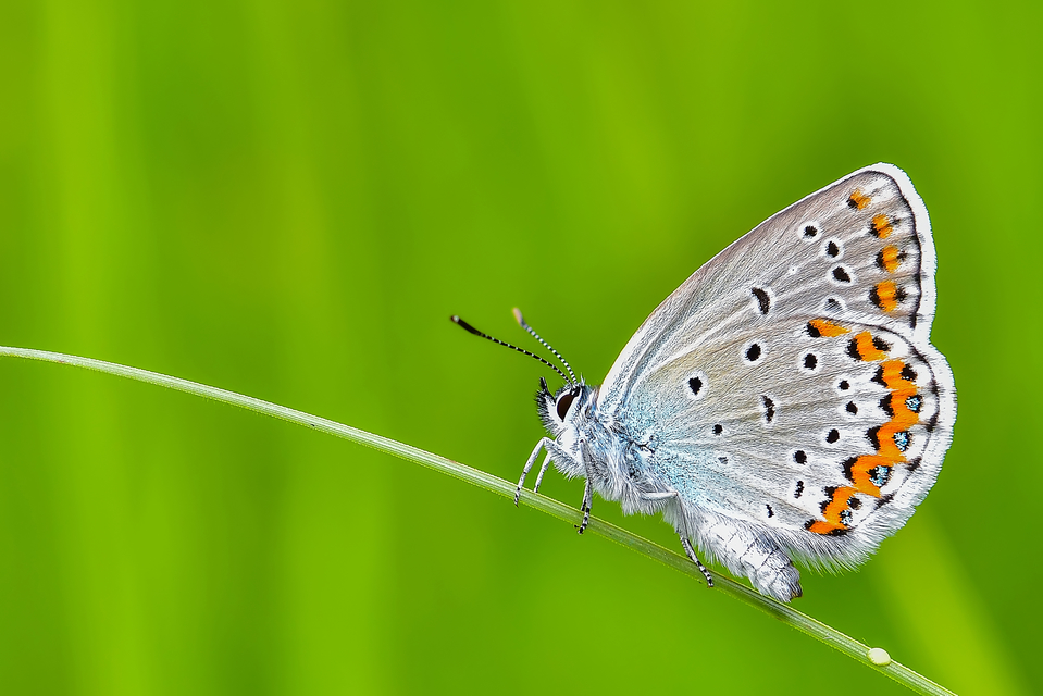Plebejus argyrognomon - tintakék boglárka