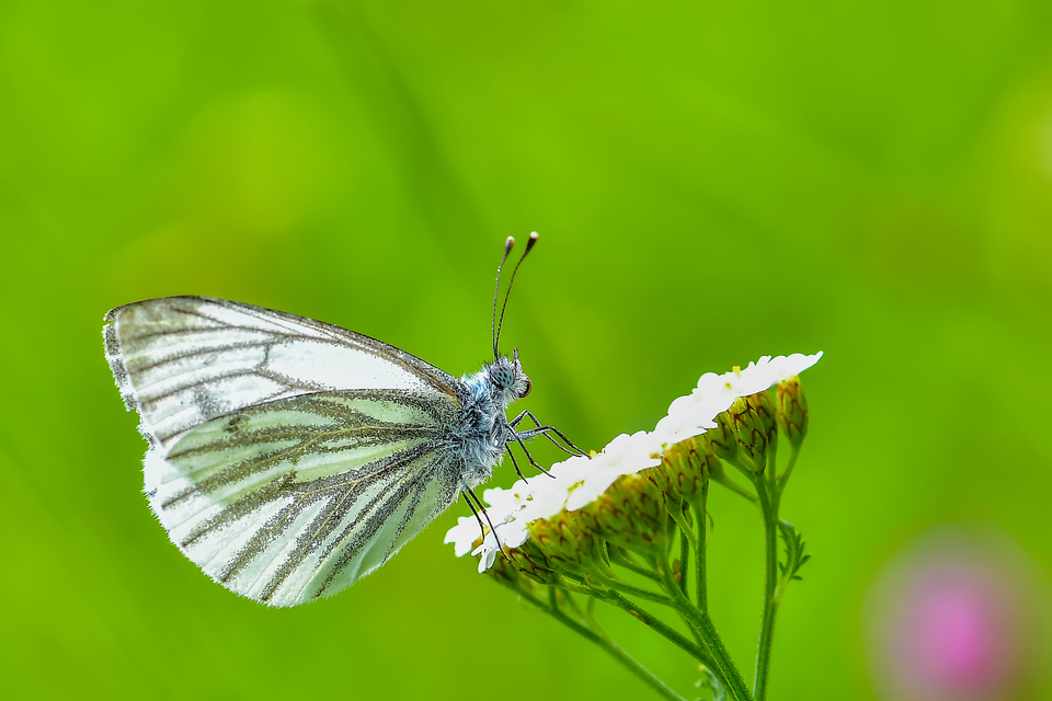 Pieris napi - repcelepke