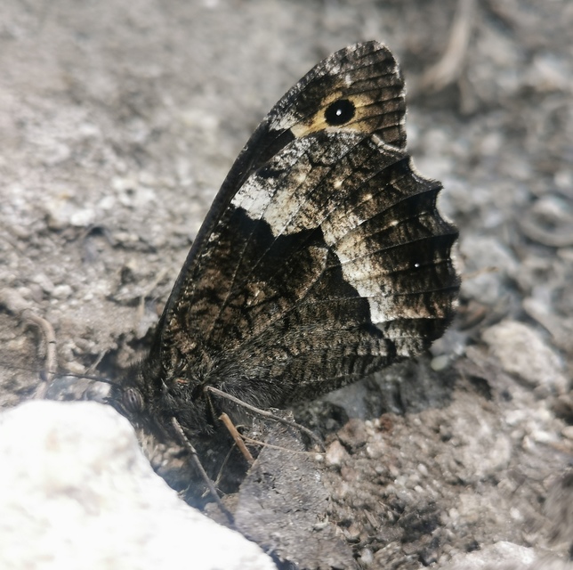 Hipparchia fagi - szürkeöves szemeslepke