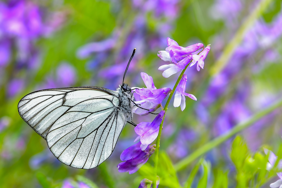 Aporia crataegi - galagonyalepke