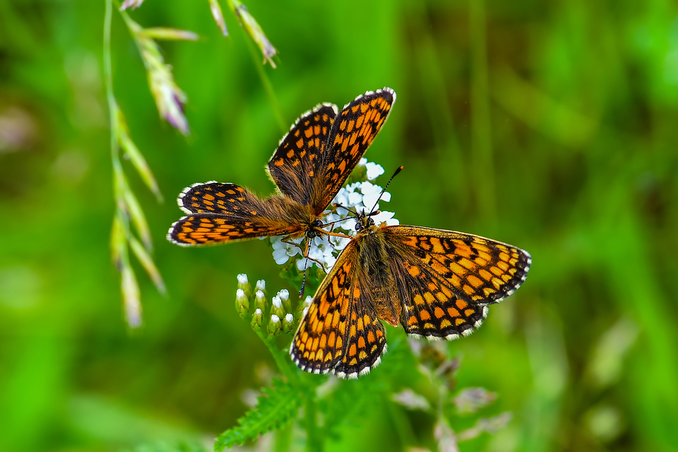 Melitaea athalia - közönséges tarkalepke