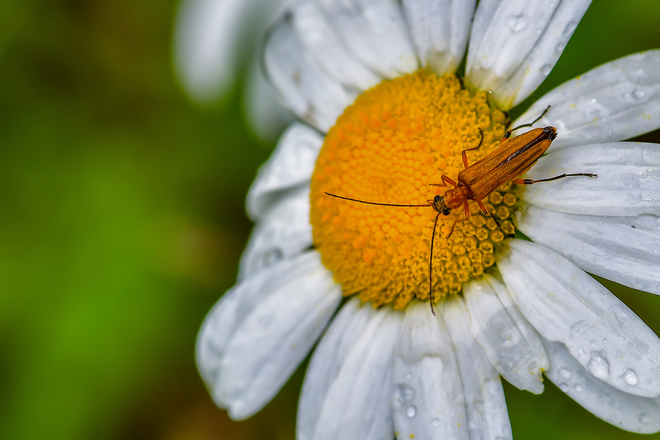 Oedemera podagrariae - székfű-álcincér