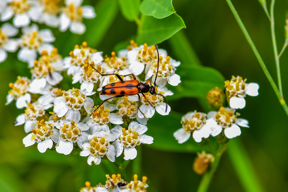 Stenurella septempunctata - hétpettyes karcsúcincér