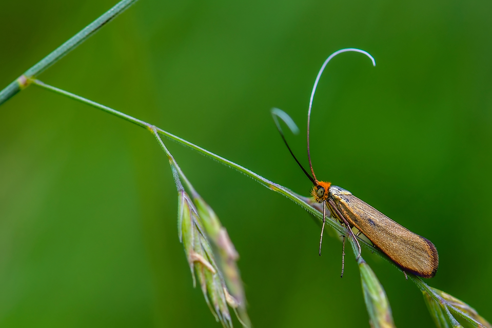 Adelidae - hosszúcsápú-tőrösmolyfélék