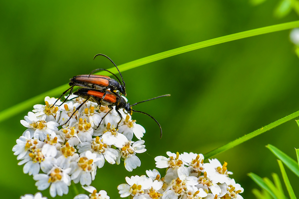 Stenurella melanura - feketevégű karcsúcincér