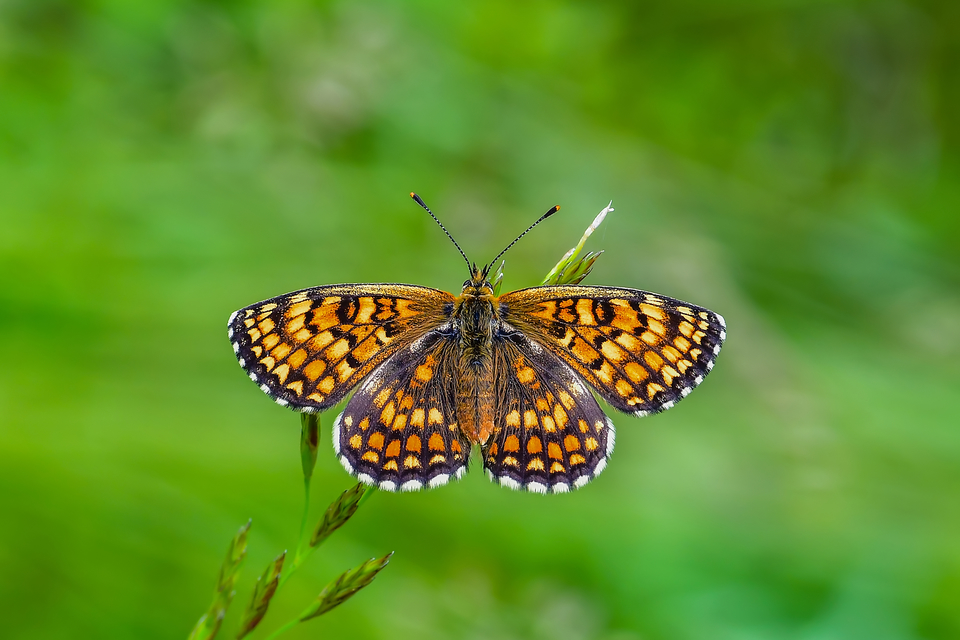 Melitaea athalia - közönséges tarkalepke