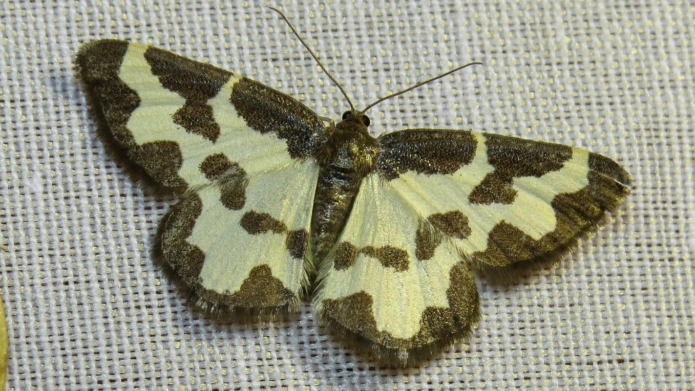 Lomaspilis marginata - szegélyes nyárfaaraszoló