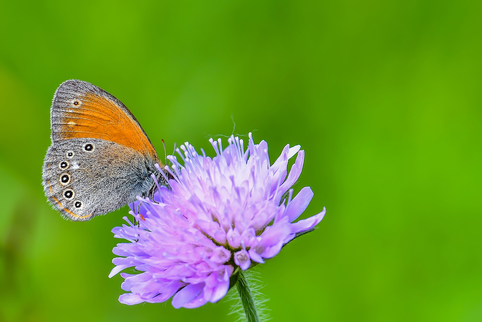 Coenonympha glycerion - közönséges szénalepke