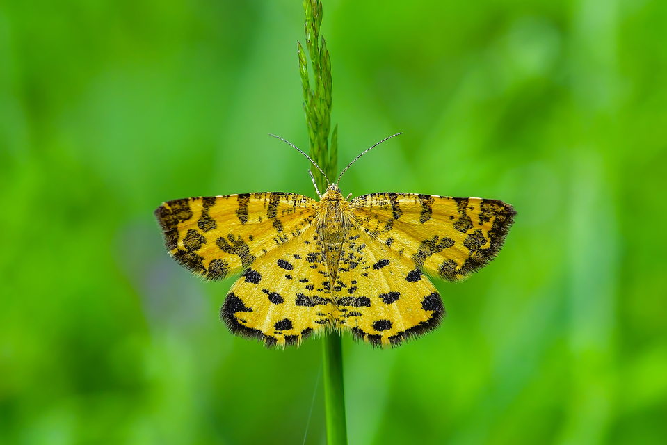 Pseudopanthera macularia - párducfoltos araszoló