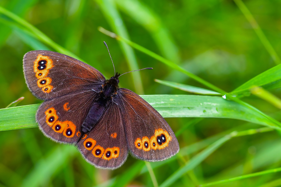 Erebia medusa - tavaszi szerecsenlepke