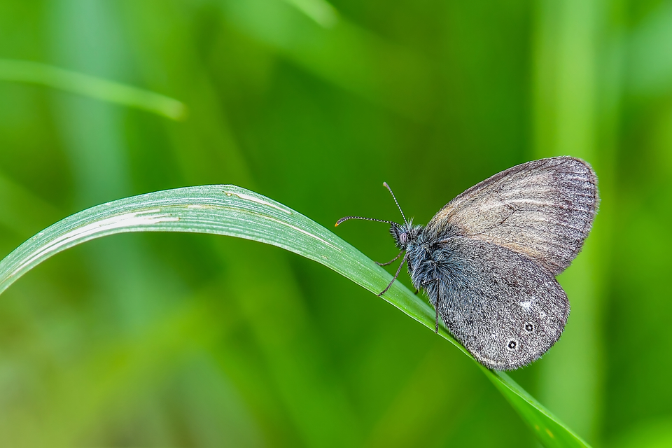 Coenonympha glycerion - közönséges szénalepke