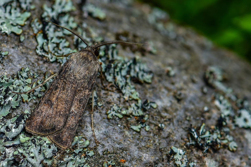 Agrotis segetum - vetési földibagoly