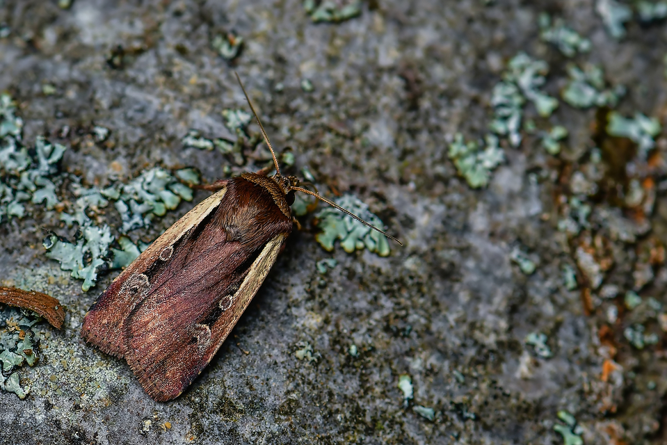Ochropleura plecta - fehérszegélyű fűbagoly