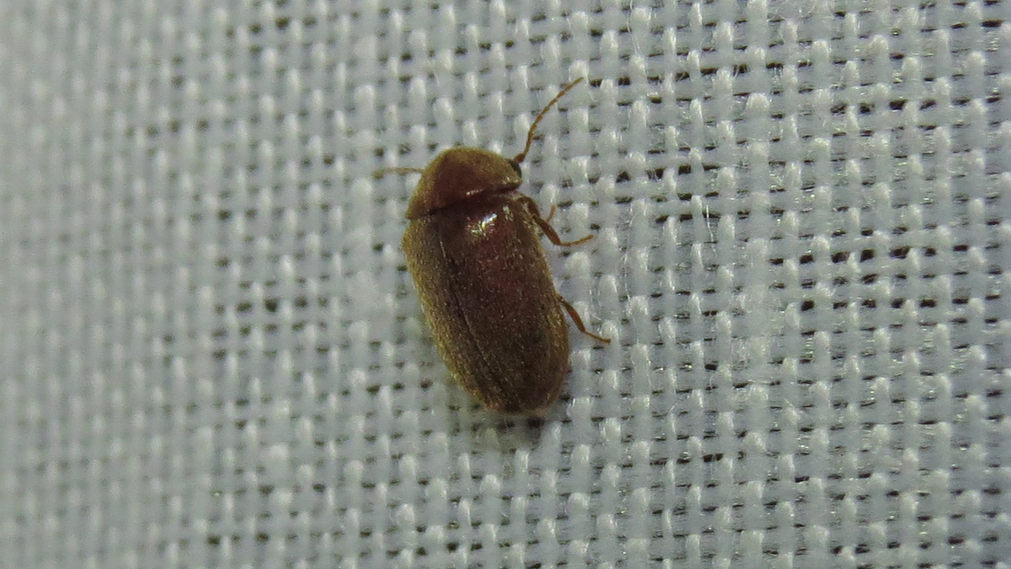 Lasioderma serricorne - dohányálszú
