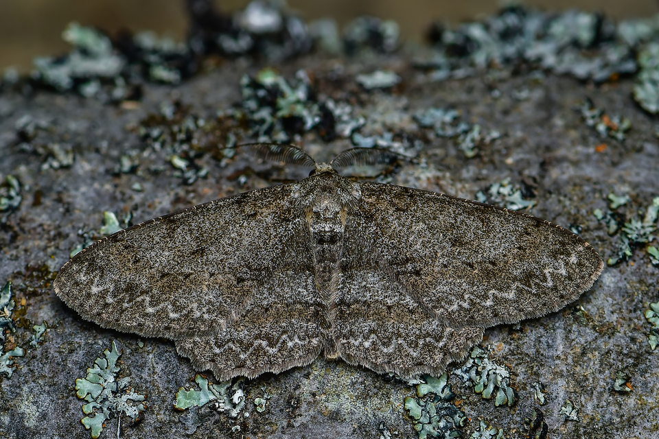 Hypomecis punctinalis - pettyes faaraszoló