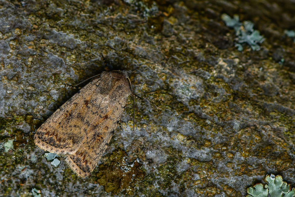 Paradrina clavipalpis - közönséges selymesbagoly