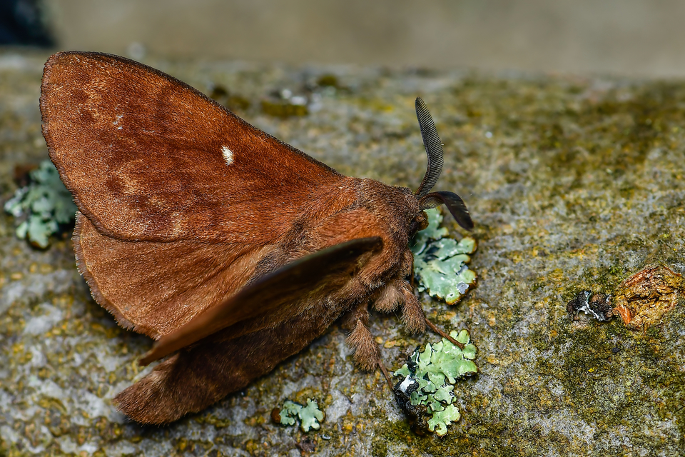 Dendrolimus pini - fenyőpohók