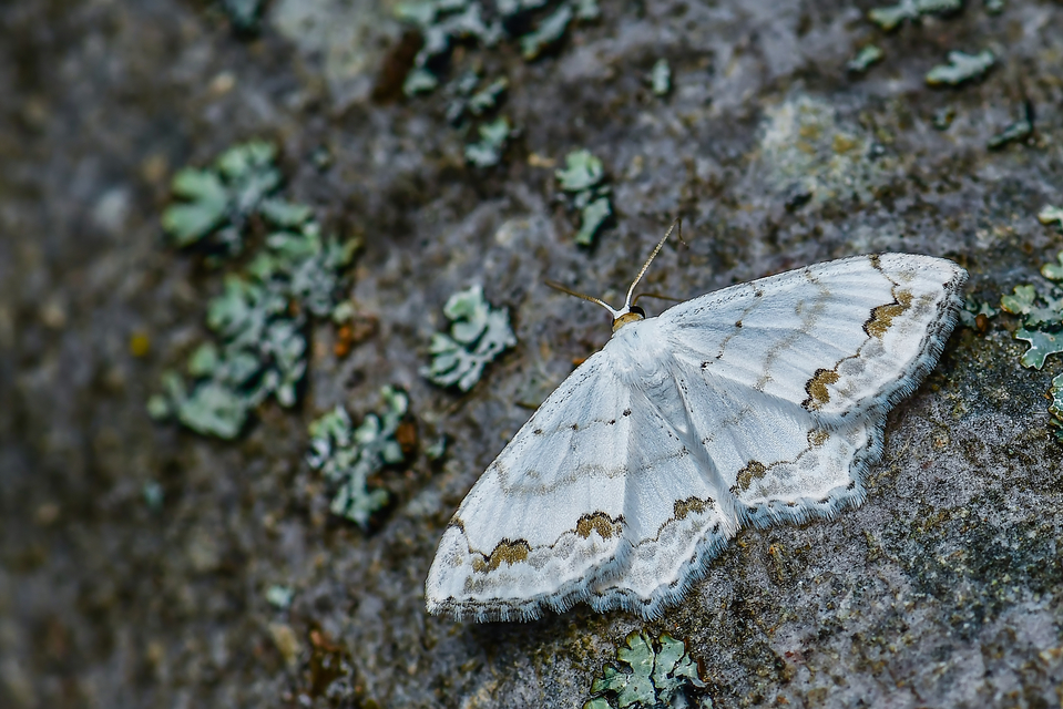 Scopula ornata - díszes fehéraraszoló