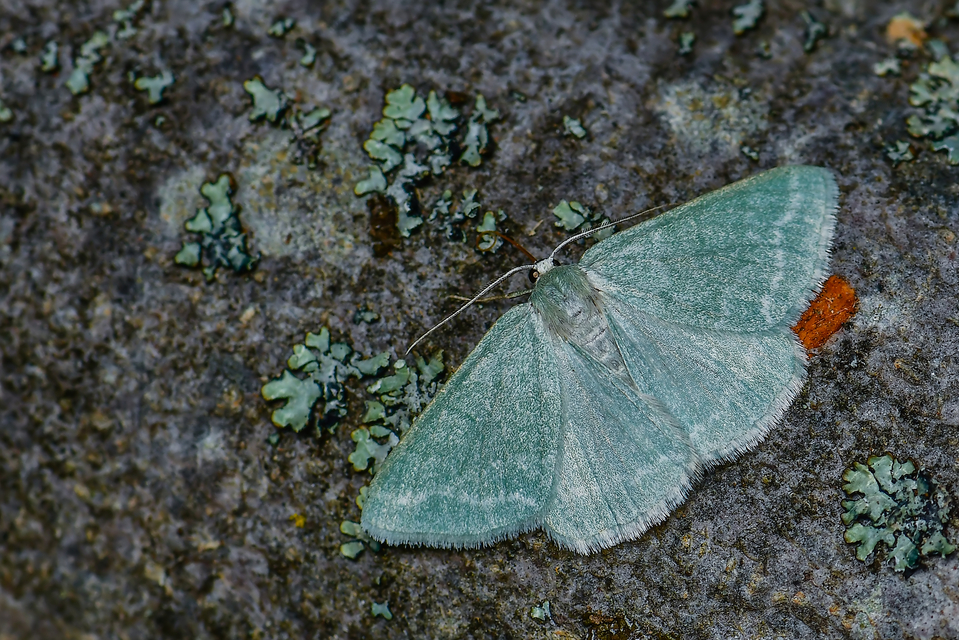 Pseudoterpna pruinata - hamvas zöldaraszoló