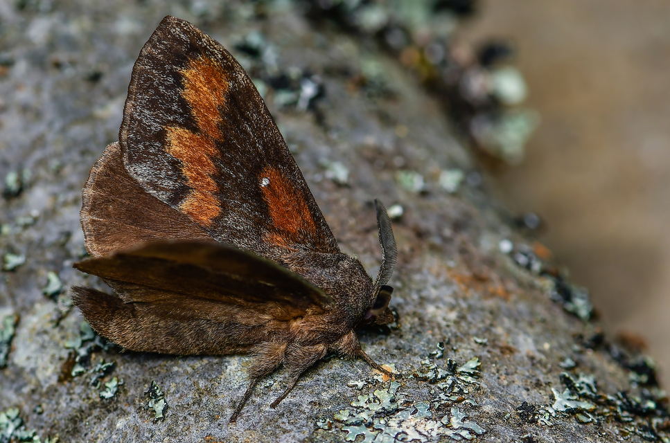 Dendrolimus pini - fenyőpohók