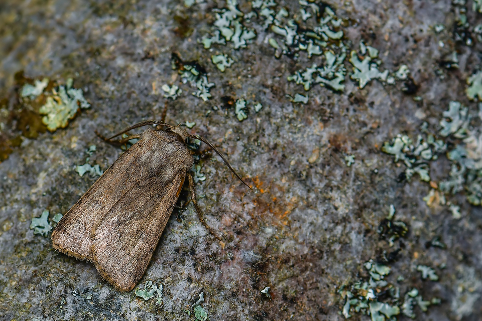 Agrotis segetum - vetési földibagoly