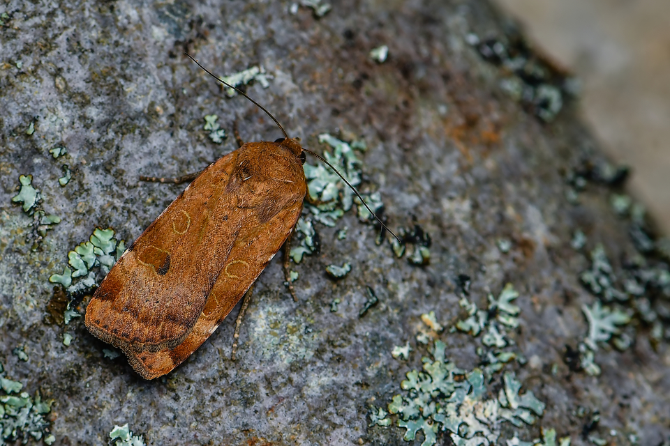 Noctua interposita - köztes sárgafűbagoly