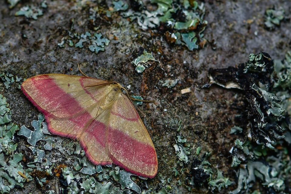 Rhodostrophia vibicaria - pirosszélű araszoló