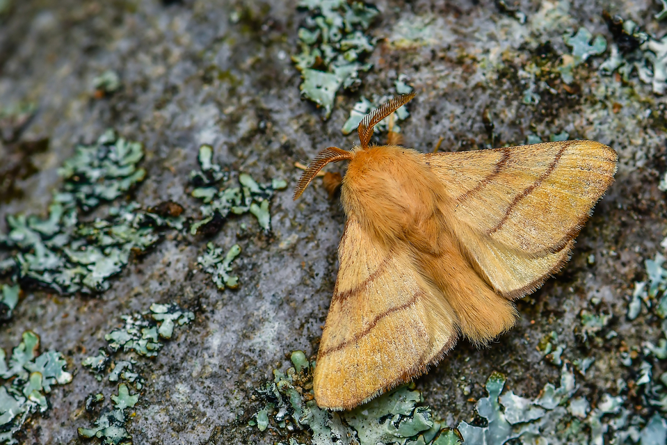 Malacosoma neustria - gyűrűsszövő