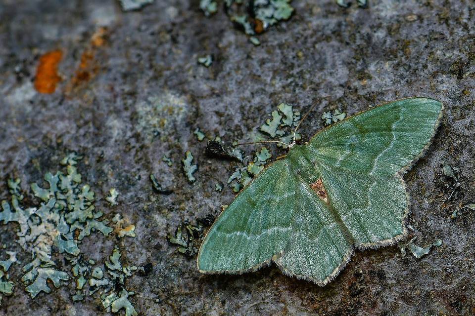 Hemithea aestivaria - nyír-zöldaraszoló