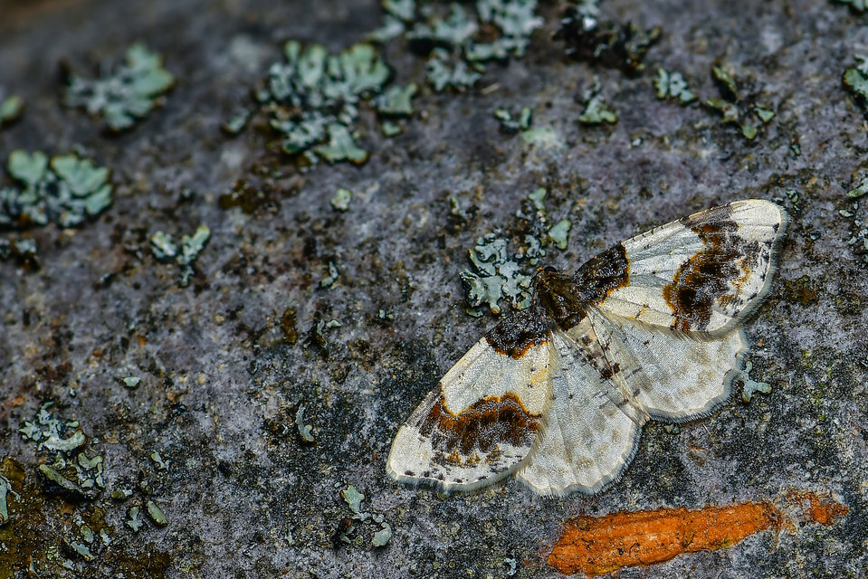 Ligdia adustata - barna levélaraszoló