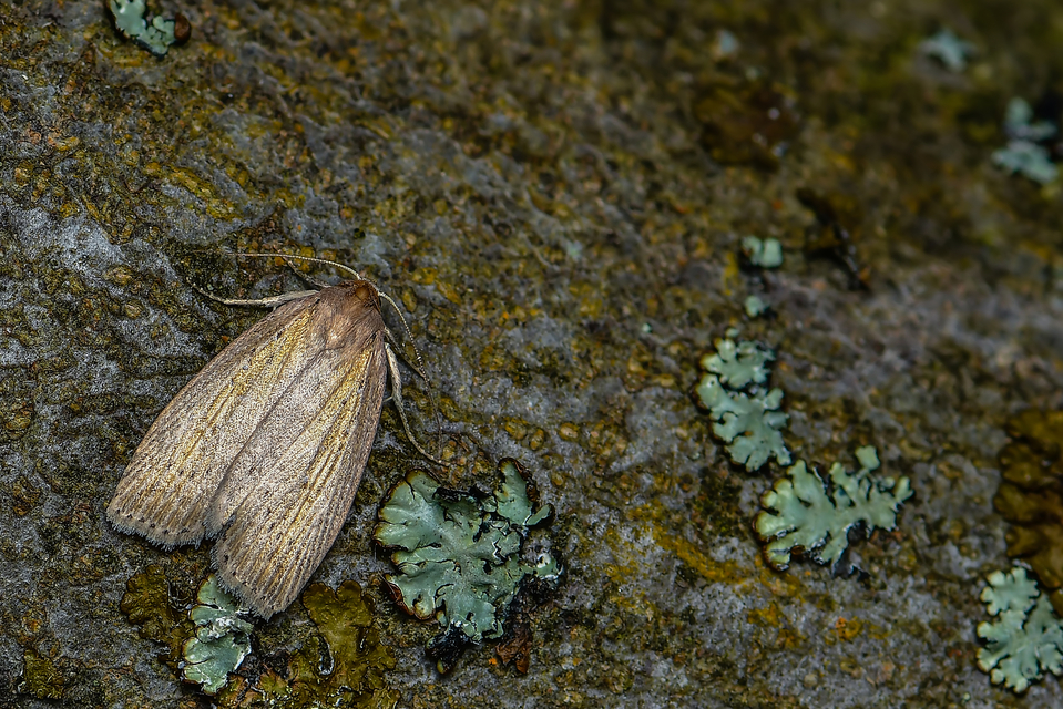 Chilodes maritima - négyfoltos nádibagoly