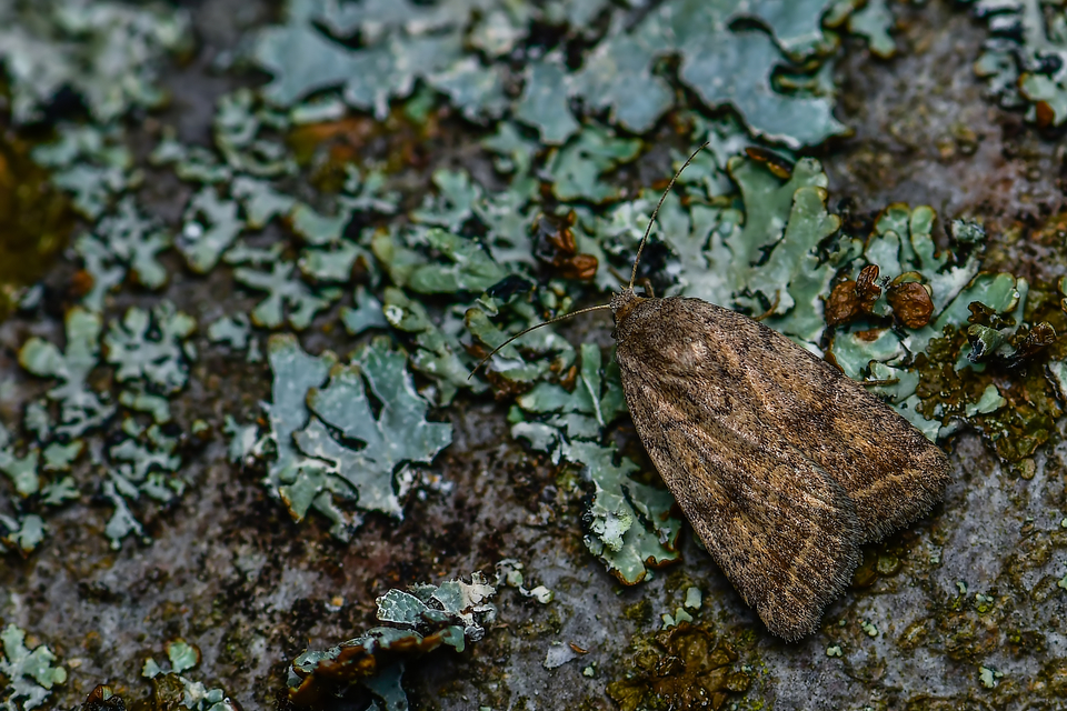 Athetis gluteosa - nyugtalan lápibagoly