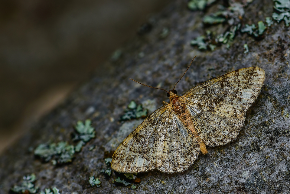 Parectropis similaria - barna zuzmóaraszoló