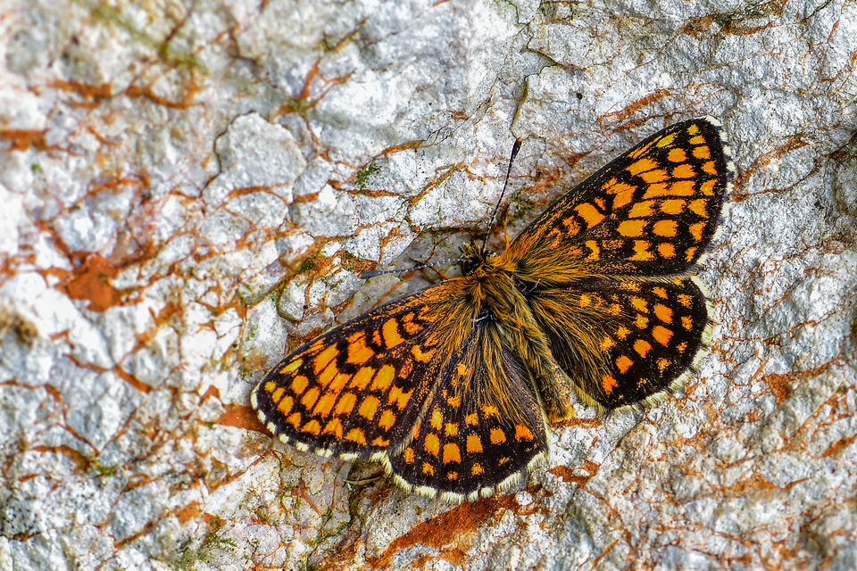 Melitaea athalia - közönséges tarkalepke