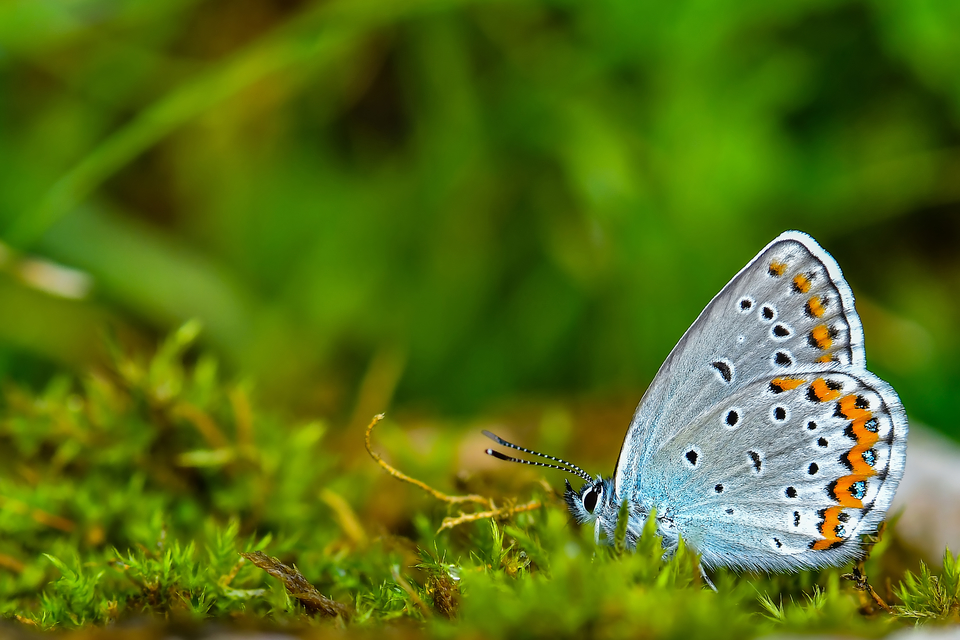 Plebejus argyrognomon - tintakék boglárka